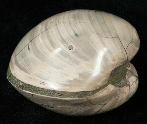 Polished Fossil Astarte Clam - Medium Size #18133